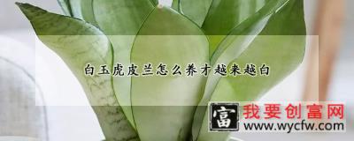 白玉虎皮兰怎么养才越来越白