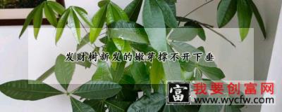 发财树新发的嫩芽撑不开下垂