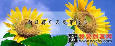 向日葵几天发芽出土