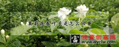 茉莉花卷叶子是怎么回事