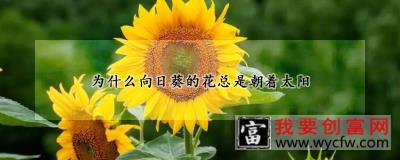 为什么向日葵的花总是朝着太阳