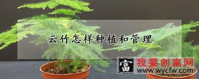 云竹怎样种植和管理