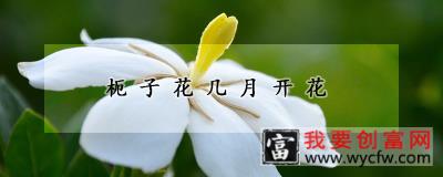 枙子花几月开花