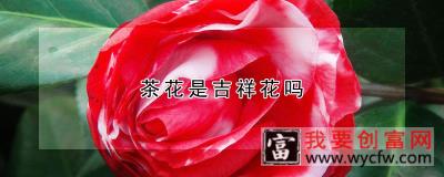 茶花是吉祥花吗