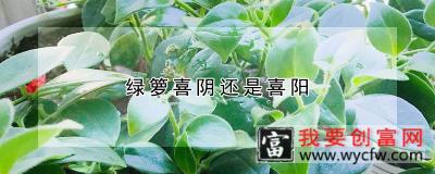 绿箩喜阴还是喜阳