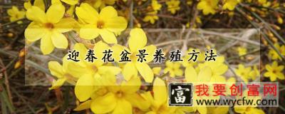 迎春花盆景养殖方法