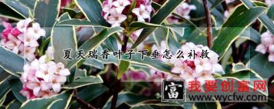 夏天瑞香叶子下垂怎么补救