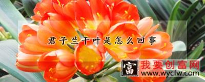 君子兰干叶是怎么回事