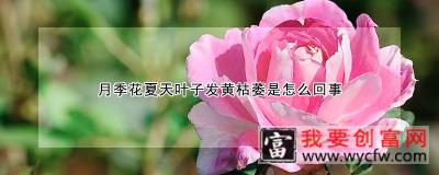 月季花夏天叶子发黄枯萎是怎么回事