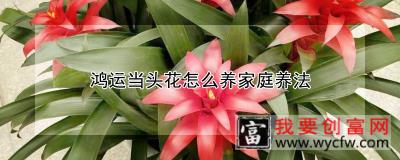 鸿运当头花怎么养家庭养法