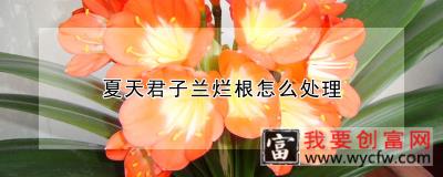 夏天君子兰烂根怎么处理