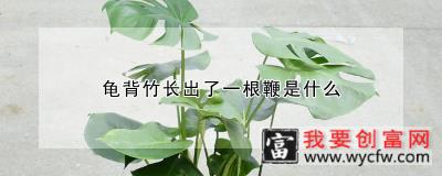 龟背竹长出了一根鞭是什么