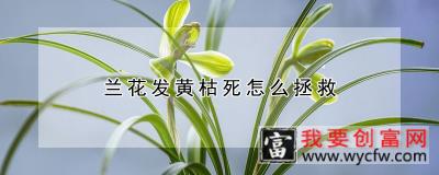 兰花发黄枯死怎么拯救