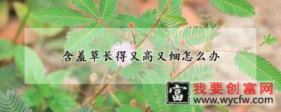 含羞草长得又高又细怎么办