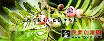 红豆杉是几级保护植物