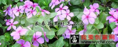 长春花黑杆怎么治