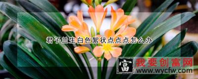 君子兰生白色絮状点点点怎么办