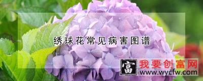 绣球花常见病害图谱