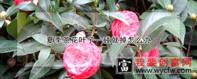 夏季茶花叶子一碰就掉怎么办