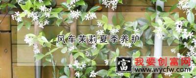 风车茉莉夏季养护