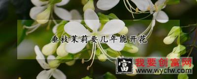 垂枝茉莉要几年能开花