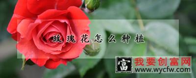 玫瑰花怎么种植