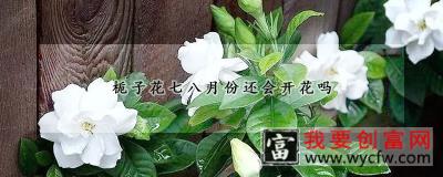 栀子花七八月份还会开花吗