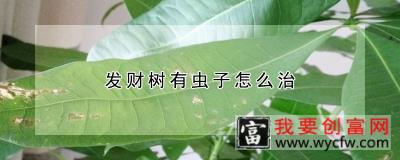 发财树有虫子怎么治