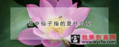 花中仙子指的是什么花