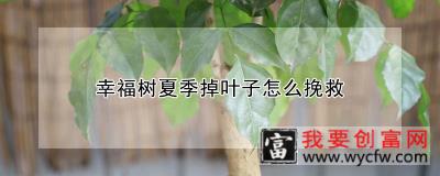 幸福树夏季掉叶子怎么挽救