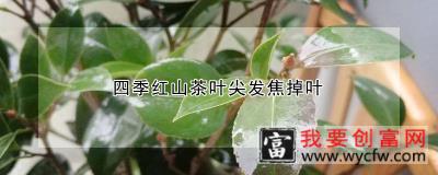 四季红山茶叶尖发焦掉叶