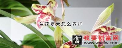 兰花夏天怎么养护