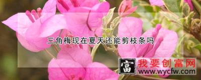 三角梅现在夏天还能剪枝条吗