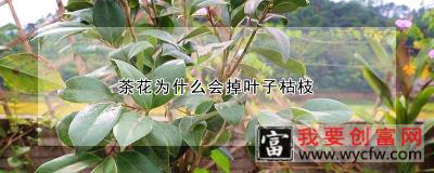 茶花为什么会掉叶子枯枝