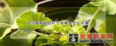 天竺葵新长的叶子发黄是怎么回事