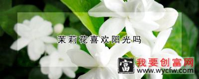 茉莉花喜欢阳光吗