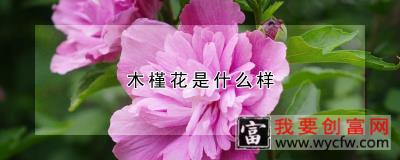 木槿花是什么样