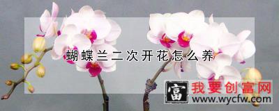 蝴蝶兰二次开花怎么养