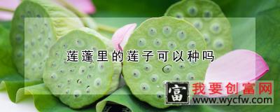 莲蓬里的莲子可以种吗