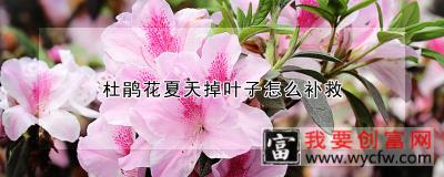 杜鹃花夏天掉叶子怎么补救