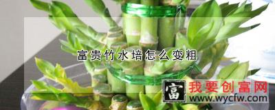 富贵竹水培怎么变粗