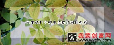 月季花叶子被虫子吃了用什么药