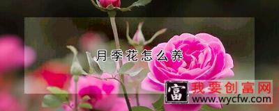 月季花怎么养