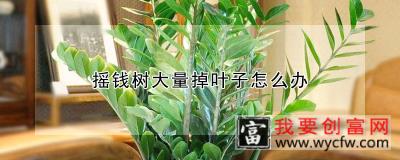 摇钱树大量掉叶子怎么办