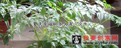 夏天幸福树多久浇一次水