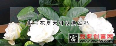 栀子花夏天可以换盆吗