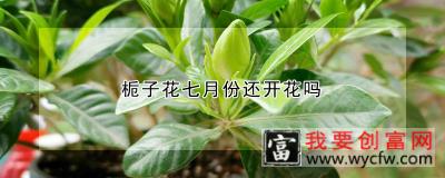 栀子花七月份还开花吗