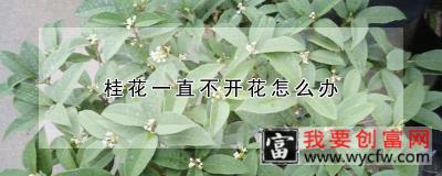 桂花一直不开花怎么办