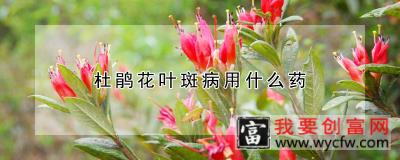 杜鹃花叶斑病用什么药