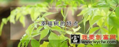 幸福树的特点